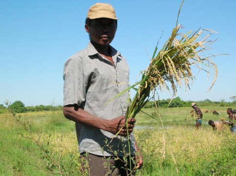 Afrique-Centrale-Un-Programme-de-développement-de-l-agriculture