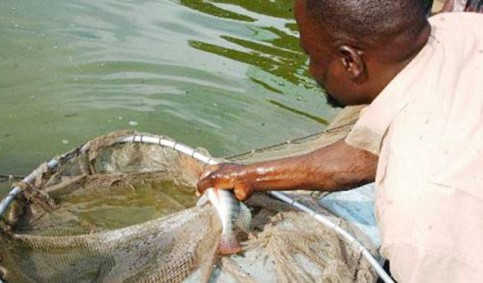 centre-aquaculture